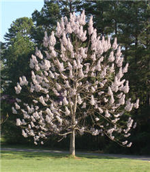 معرفی گیاه- درخت پالونیا foxglove tree